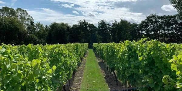 mersea vineyard trips